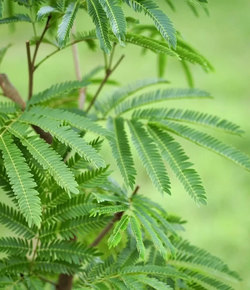 エバーフレッシュ