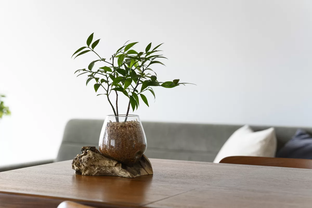 スギベース？土？ハイドロカルチャー？