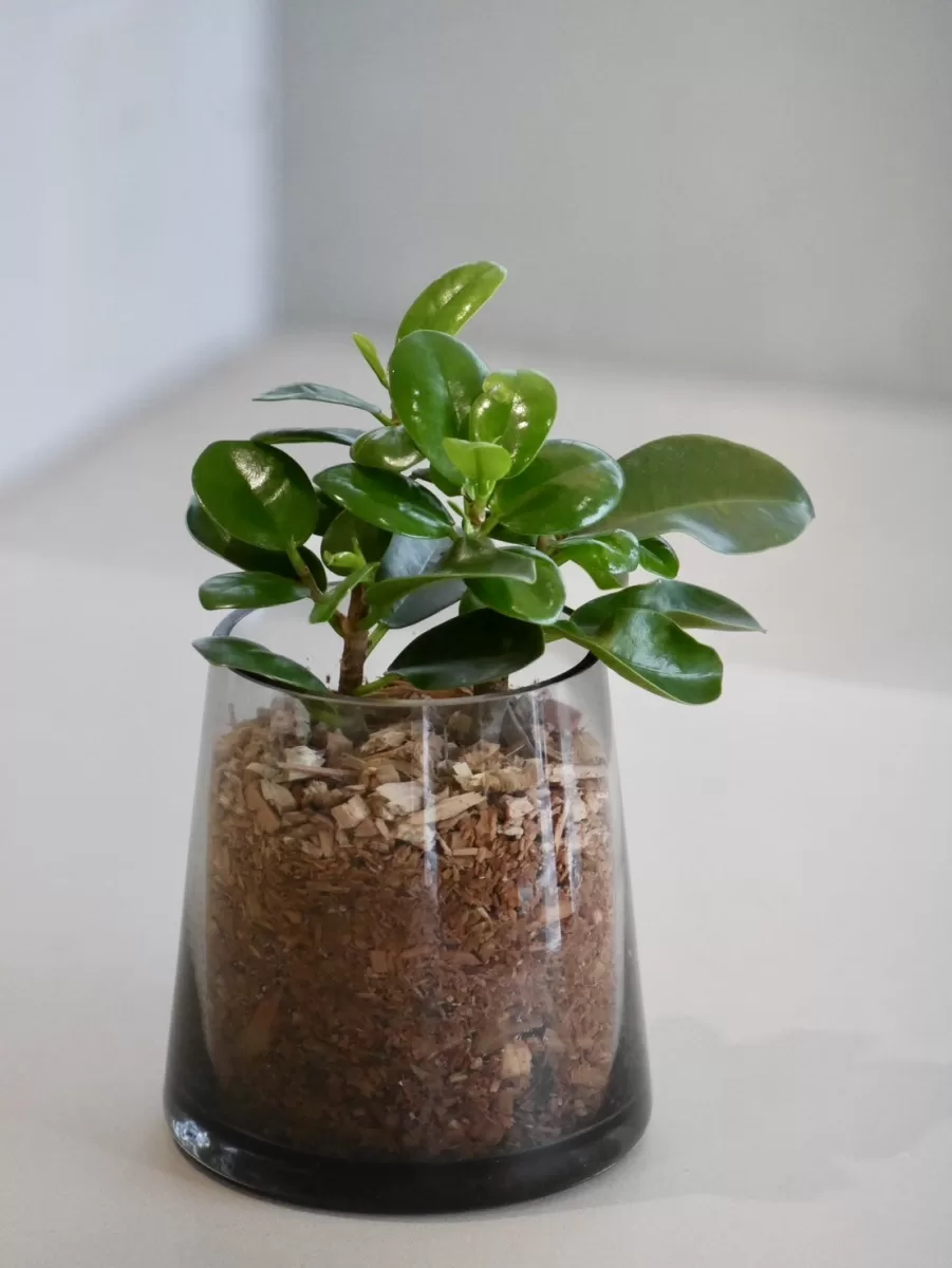 パンダガジュマル