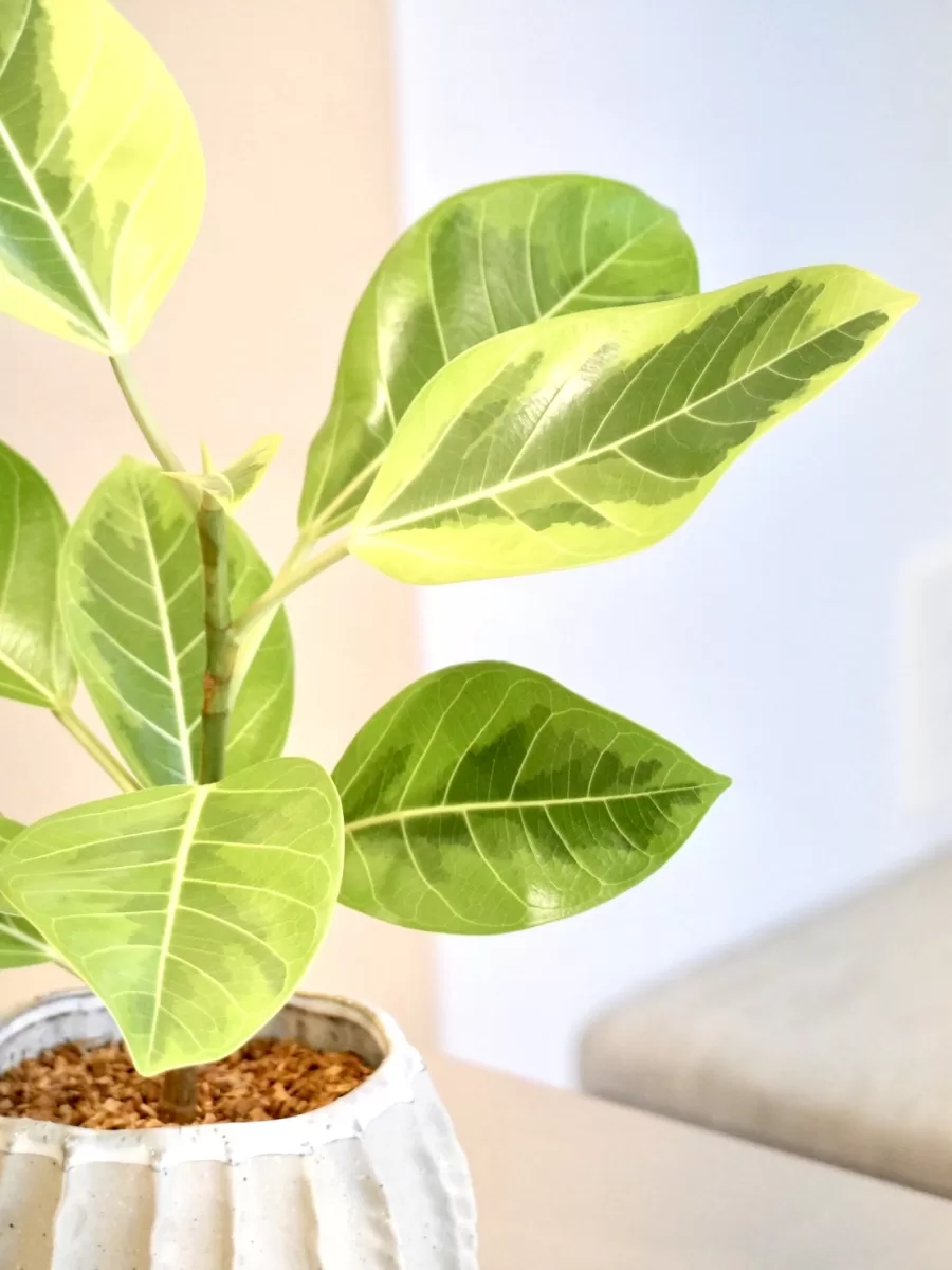 フィカス・アルテシマ