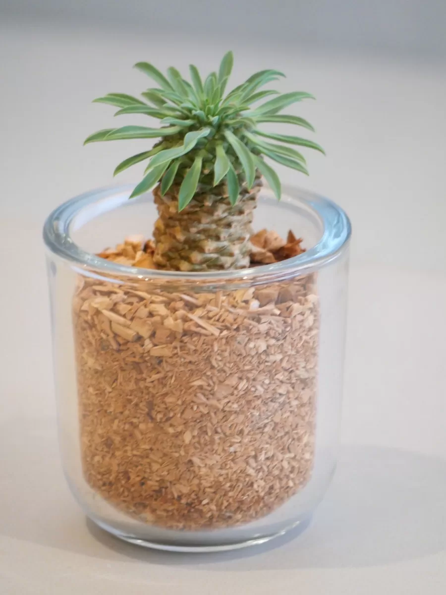 パイナップルコーン