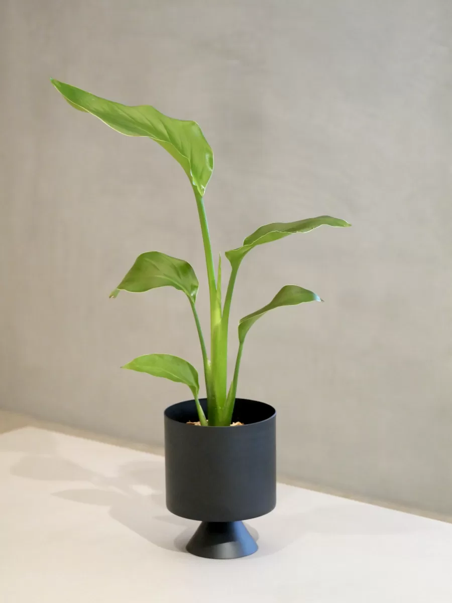 オーガスタ（ストレリチア） - HITOHACHI - ヒトハチ