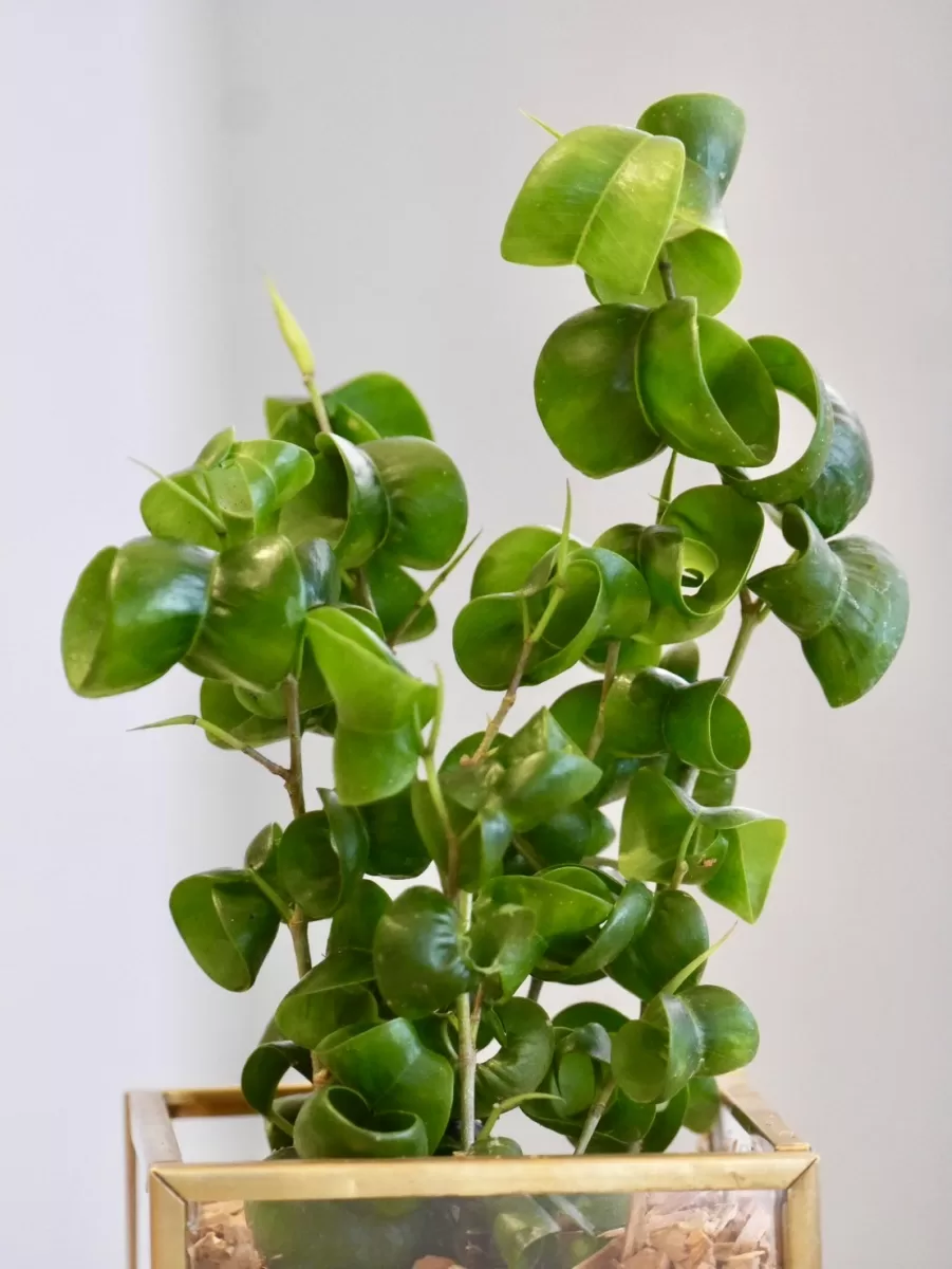 フィカス・バロック